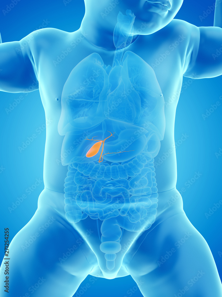 3d rendered medically accurate illustration of a babys gallbladder 3d rendered medically accurate illustration of a babys gallbladder