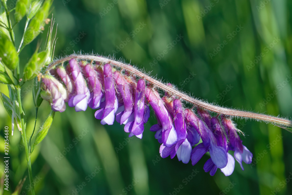 Naklejka premium Vogel-Wicke