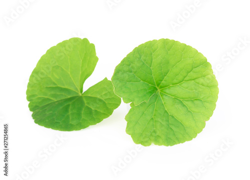 Closeup leaf of Gotu kola  Asiatic pennywort  Indian pennywort on white background  herb and medical concept