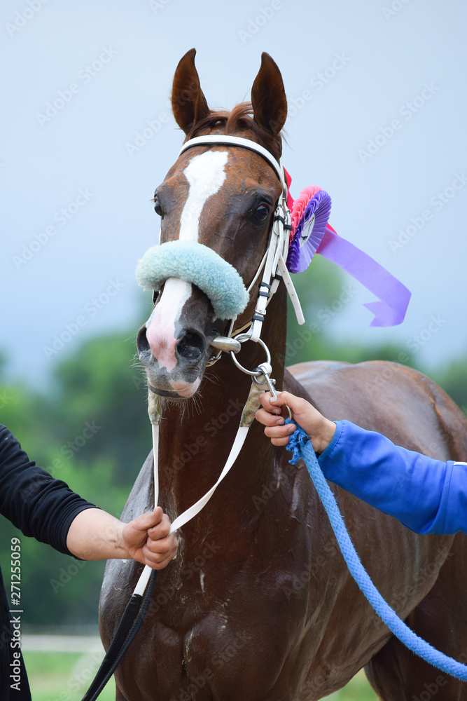 Obraz premium Horse