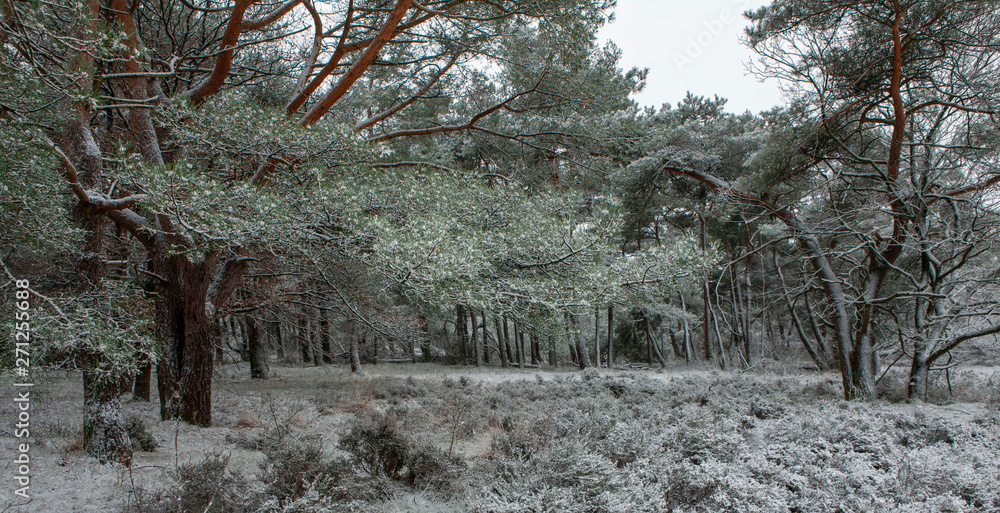 Winter Netherlands Havelte drente Netherlands Snow frost. Heather and peat fields