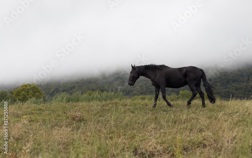 Cheval noir qui se balade librement dans la prairie