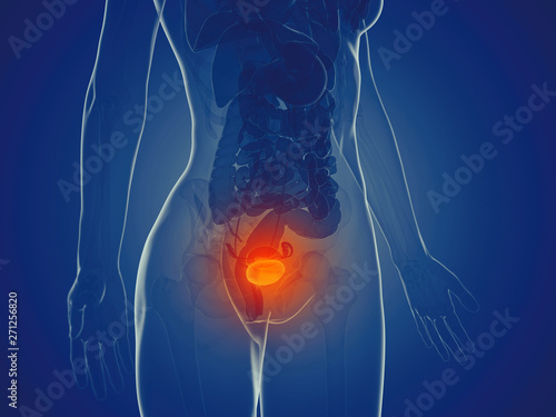 Foto 3d rendered medically accurate illustration of a womans bladder