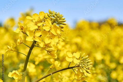 yellow field during rapeseed bloom at the end of May
