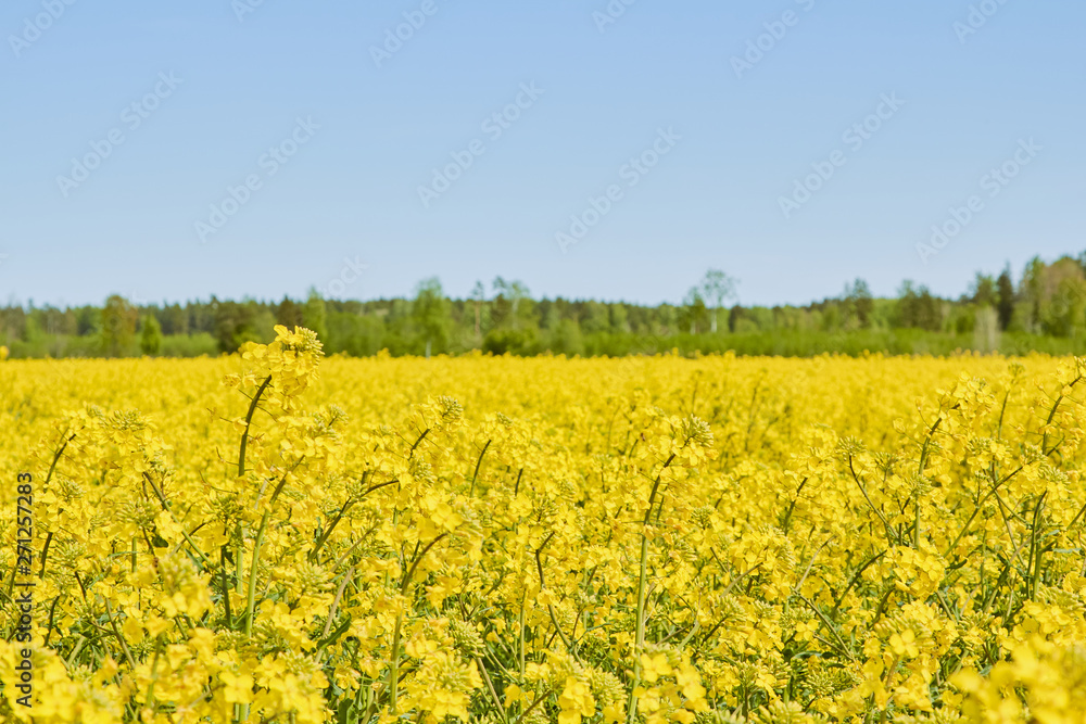 yellow field during rapeseed bloom at the end of May yellow field during rapeseed bloom at the end of May