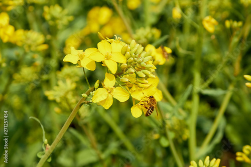 yellow field during rapeseed bloom at the end of May  bee pollinating flowers