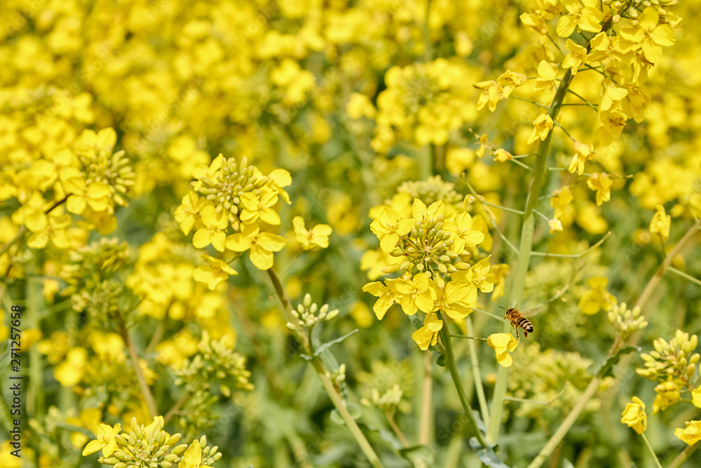 yellow field during rapeseed bloom at the end of May, bee pollinating flowers yellow field during rapeseed bloom at the end of May, bee pollinating flowers