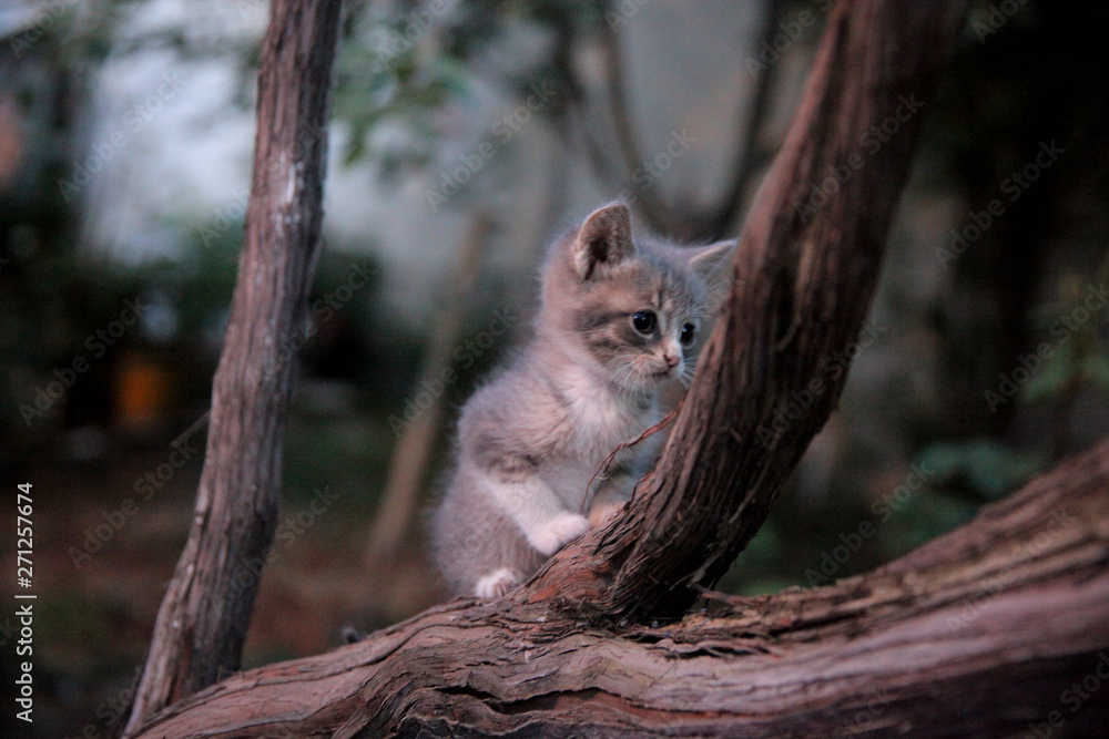 Little cat sitting on a tree Little cat sitting on a tree