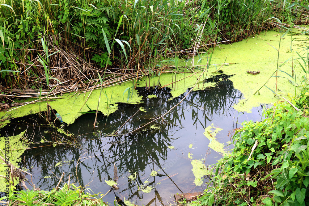 Pond covered in duckweed near the rural road Pond covered in duckweed near the rural road