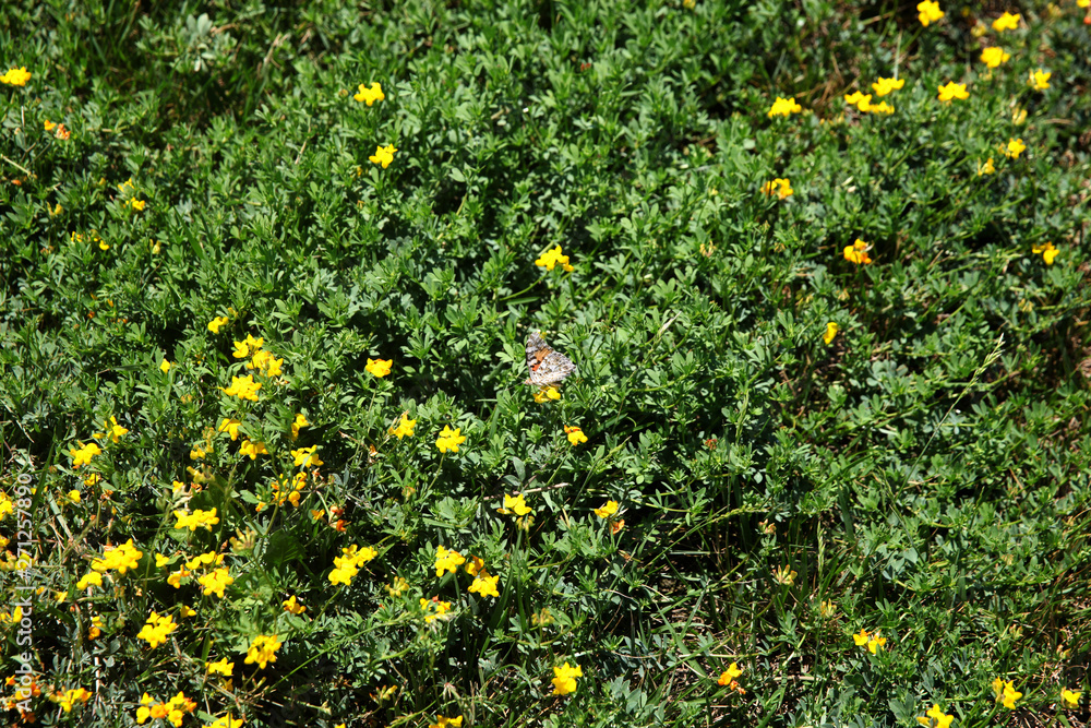 Summer landscape in the foreground meadow flowers with focus on a white butterfly on a flower Summer landscape in the foreground meadow flowers with focus on a white butterfly on a flower