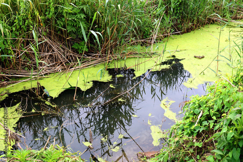 Pond covered in duckweed near the rural road