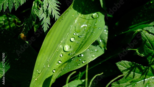 Forest grass with drops after rain in the suburbs photo