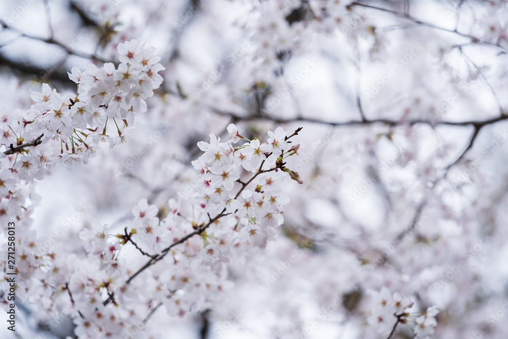 Sakura, Cherry Blossom flower in spring season Sakura, Cherry Blossom flower in spring season