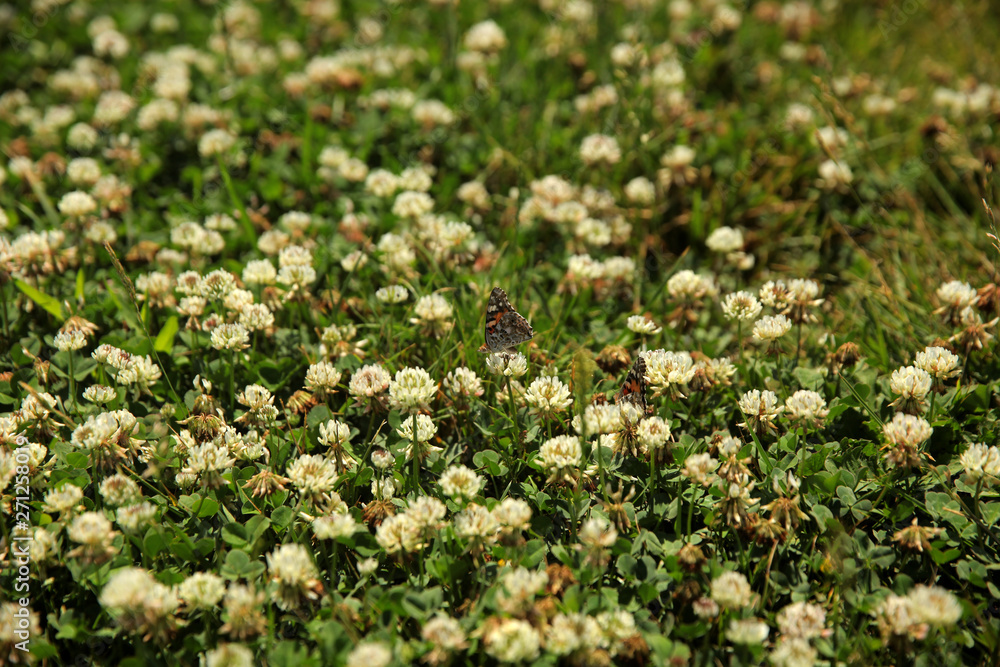 Summer landscape in the foreground meadow flowers with focus on a white butterfly on a flower Summer landscape in the foreground meadow flowers with focus on a white butterfly on a flower