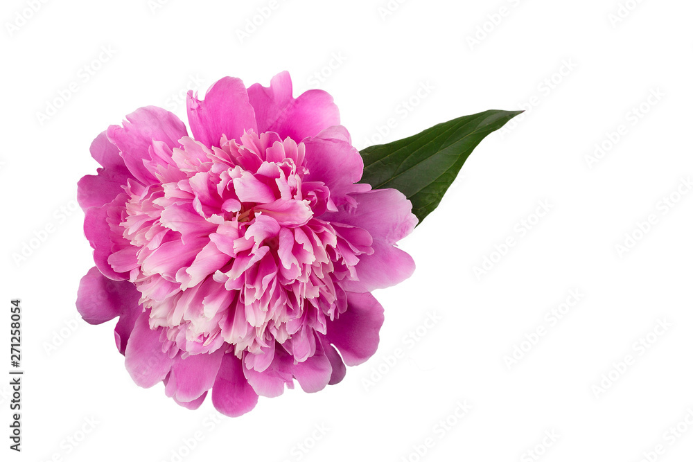 pink peony with leaves isolated on white background pink peony with leaves isolated on white background