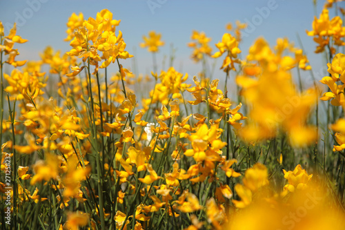 flowering of broom in spring, yellow flower flowering in spring  © ALYEVA