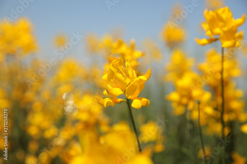 flowering of broom in spring, yellow flower flowering in spring 