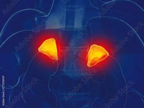 Cuadro en lienzo 3d rendered medically accurate illustration of a mans adrenal glands