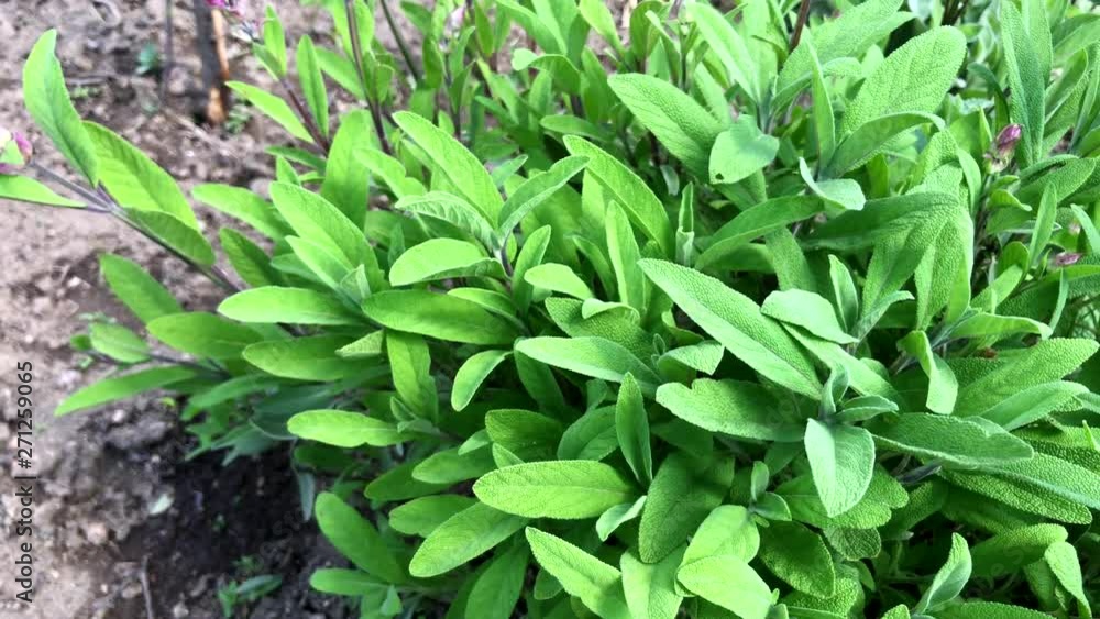 Sage - salvia officinalis. Herbs in the garden Sage - salvia officinalis. Herbs in the garden