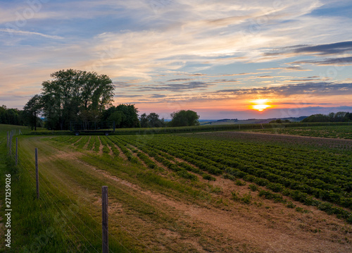 Fototapeta Naklejka Na Ścianę i Meble -  sunset over a field