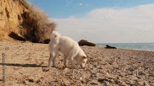 Close up view of thoughtful white shiba inu dog eating and playing with algae on the wild beach slow motion