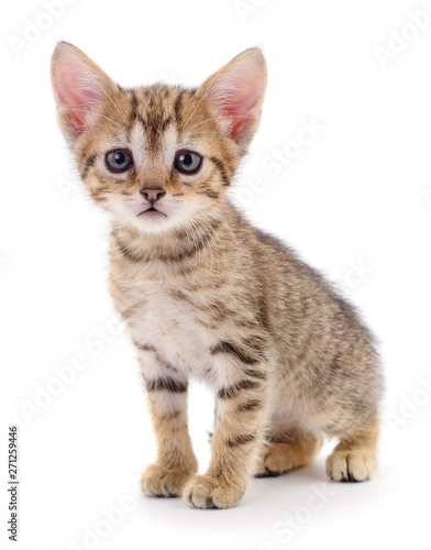 Kitten on white background.