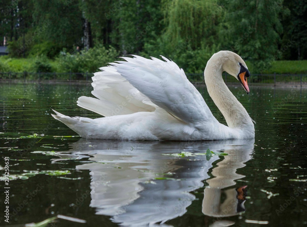 Fototapeta premium swan on the pond