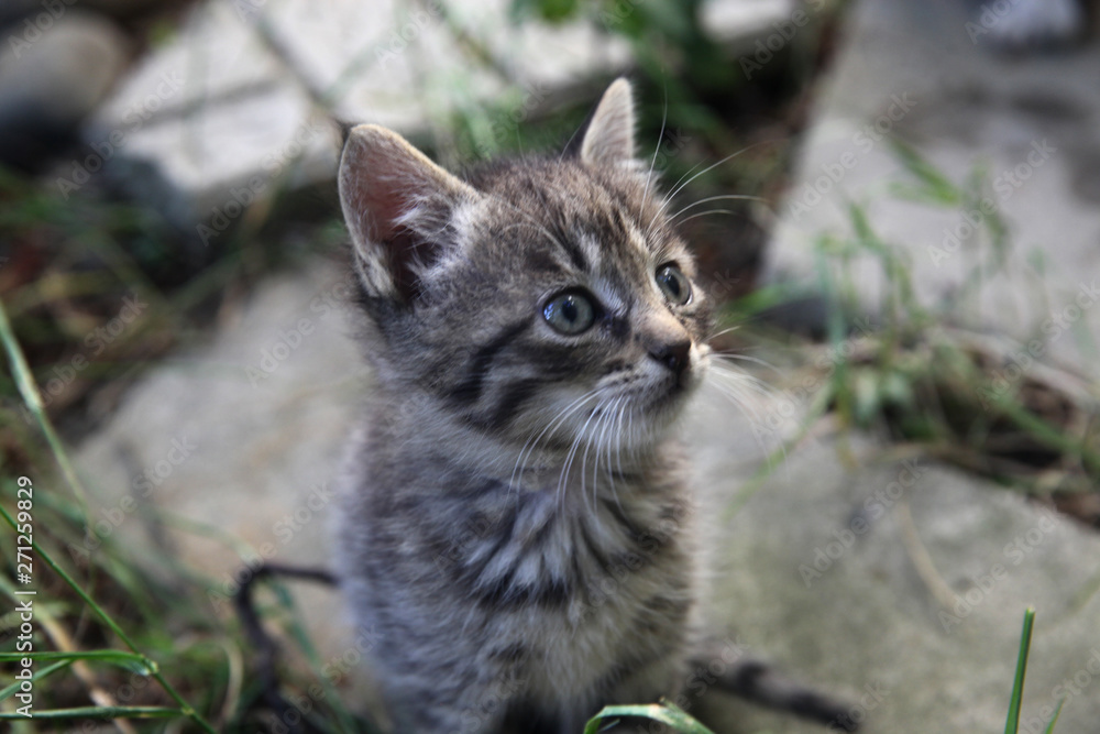 Tabby kitten playing in the garden. Selective focus.