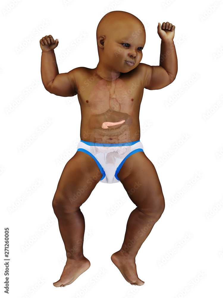 3d rendered medically accurate illustration of a black babys pancreas 3d rendered medically accurate illustration of a black babys pancreas