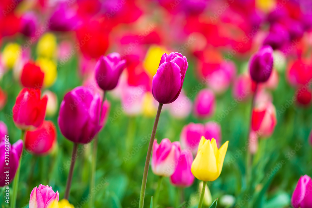 tulips bloom in the garden tulips bloom in the garden