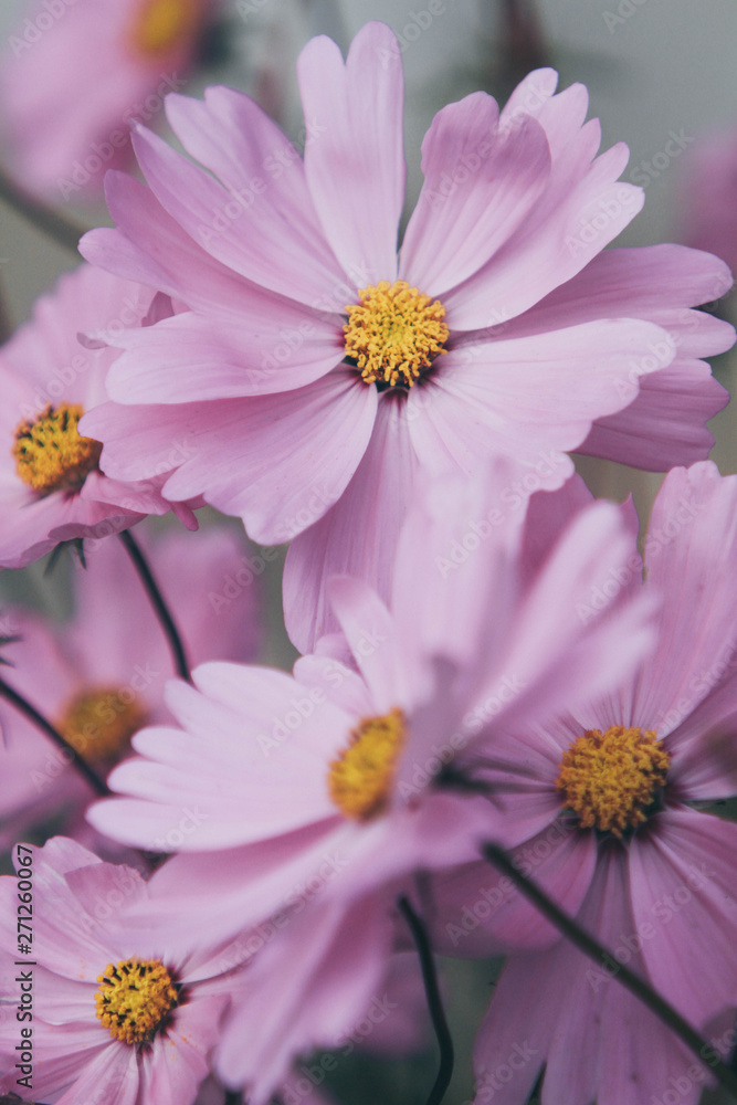 few pink beautiful cosmos flowers few pink beautiful cosmos flowers