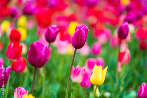 tulips bloom in the garden