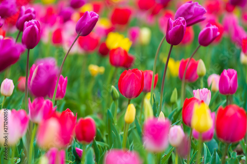 tulips bloom in the garden