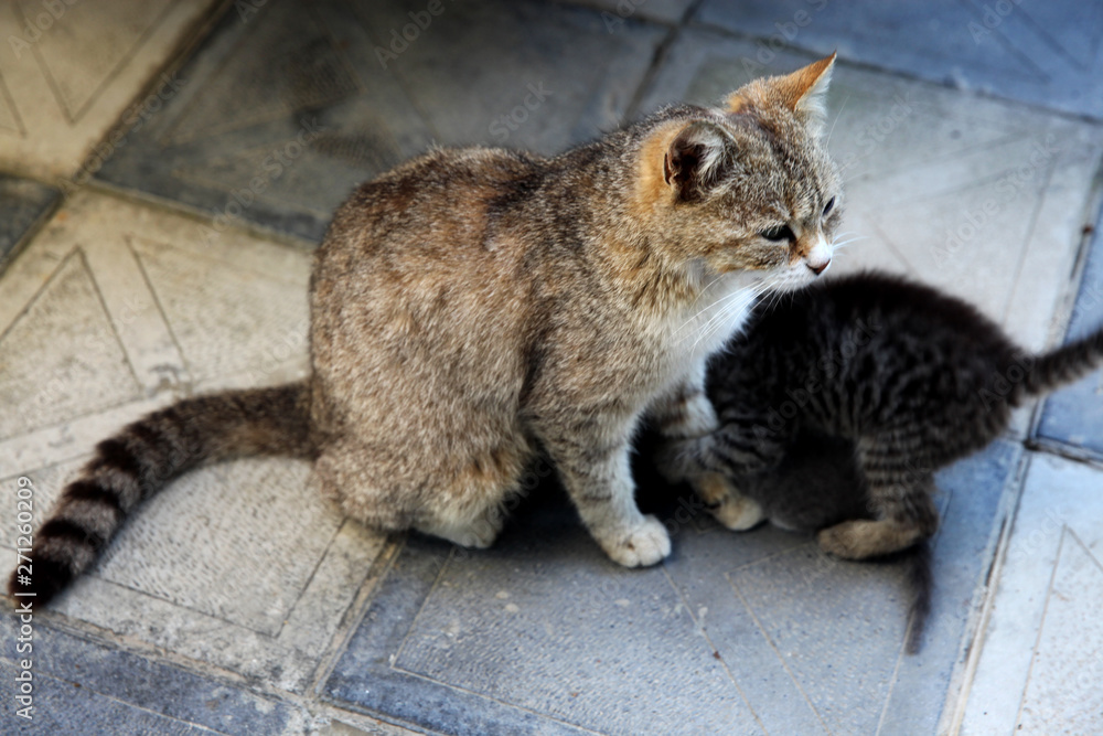 A cute baby cats drinking milk from her mother's breast A cute baby cats drinking milk from her mother's breast
