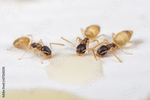 Tapinoma melanocephalum ghost ants feeding on spilt food in a kitchen in the tropics