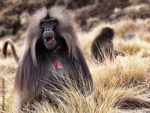 The male Gelada, Theropithecus gelada, in Simien Mountains of Ethiopia