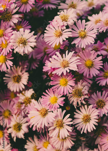 bunch of beautiful pink daisy flowers