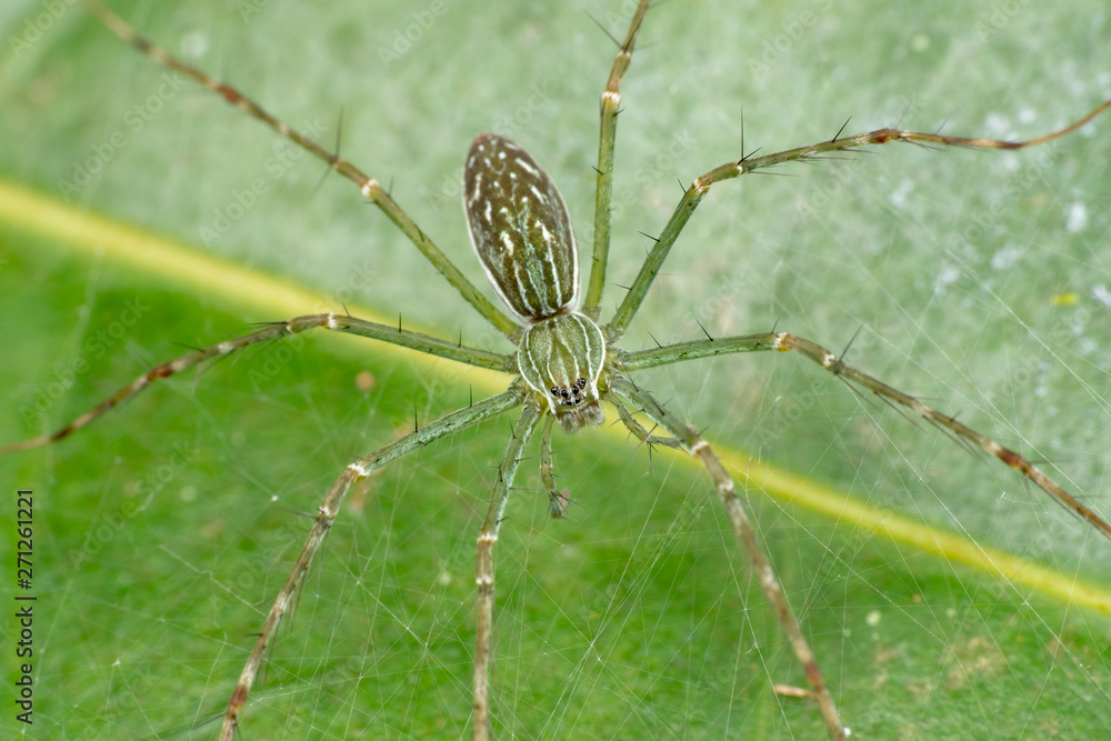 Hygropoda lineata, the northern lined fishing spider, on a leaf in Queensland rainforest, Australia Hygropoda lineata, the northern lined fishing spider, on a leaf in Queensland rainforest, Australia
