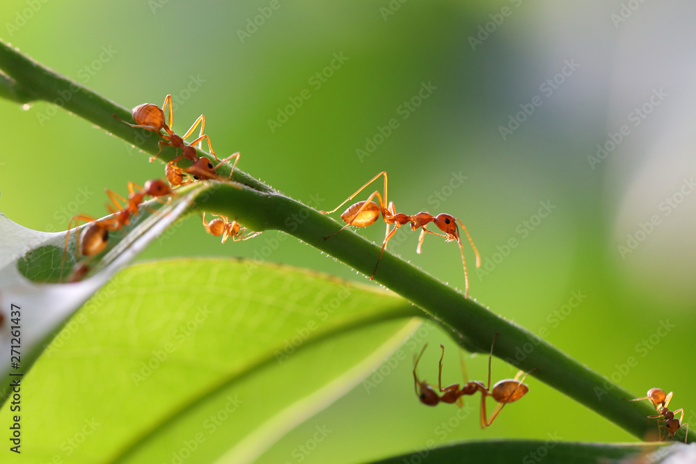 Small ants (Oecophylla smaragdina) climbing on branches.