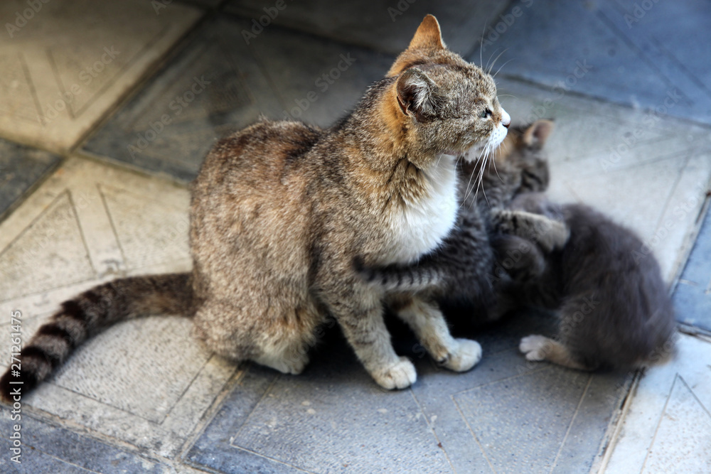 A cute baby cats drinking milk from her mother's breast A cute baby cats drinking milk from her mother's breast