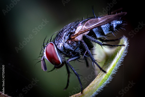 A hairy fly from the family Tachinidae, sitting on a leaf in Queensland rainforest, Australia