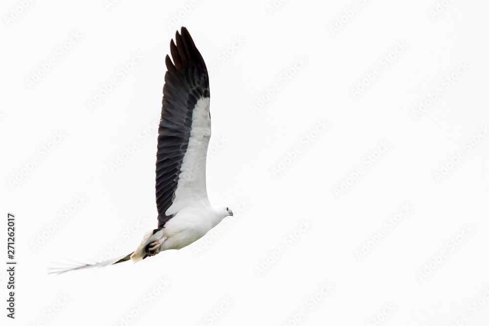 Obraz premium Beautiful white-bellied sea eagle flying in the sky above the Kakadu Park, Australia
