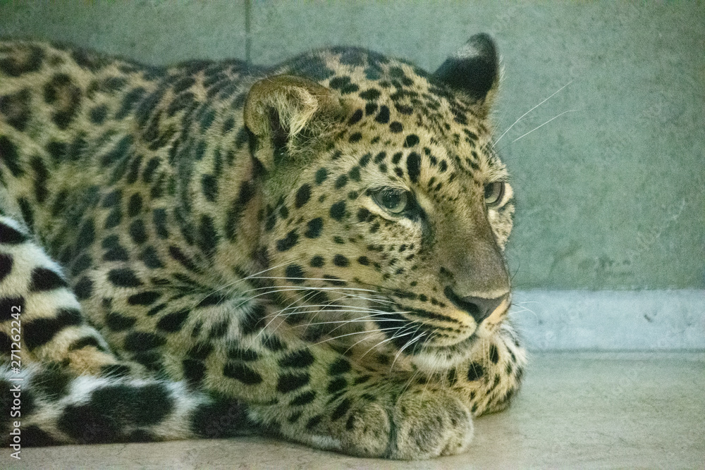 Fototapeta premium 動物園で寝転ぶタイガー達
