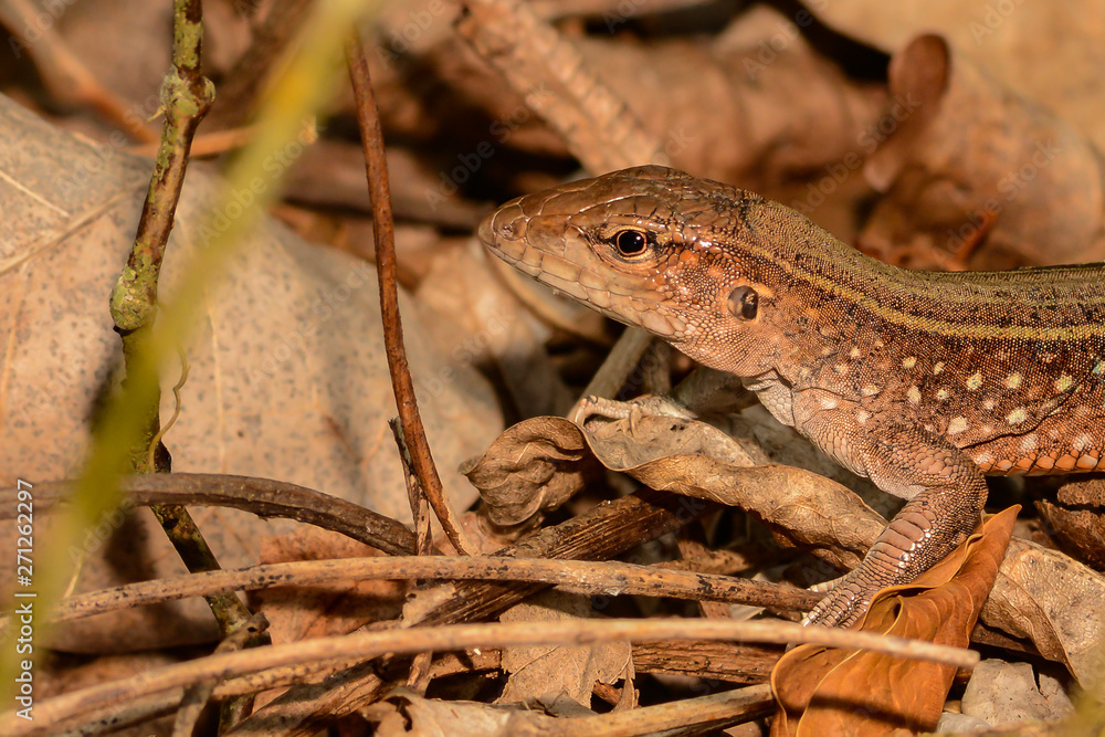 Saint Lucia Whiptail (Cnemidophorus vanzoi) Saint Lucia Whiptail (Cnemidophorus vanzoi)