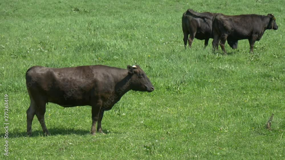 cow in field cow in field