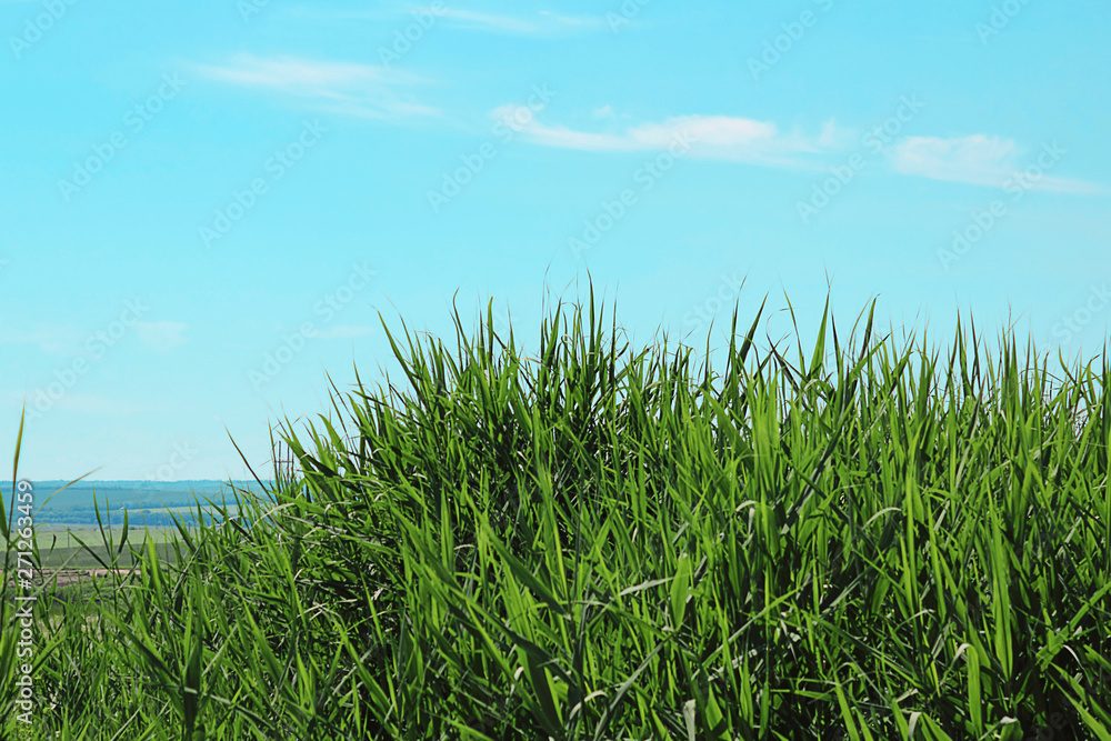 Green field of young grass against the blue sky. Background, natural landscape, fields, meadows, pastures, feed, agriculture. Spring panorama. Scenic view. Selective focus, copy space.