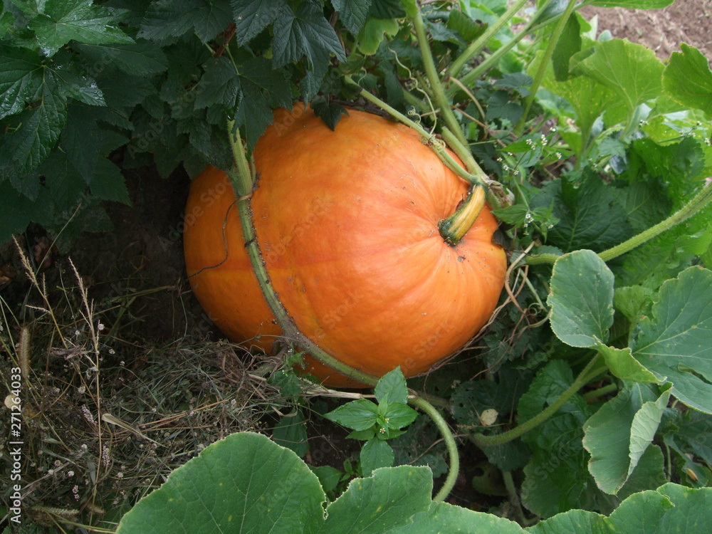 Obraz premium Riesenkürbis