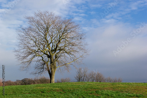Tree on the top of hill