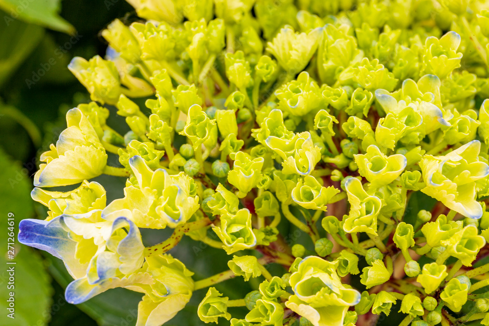 Fototapeta premium Hydrangea leaves and flowers