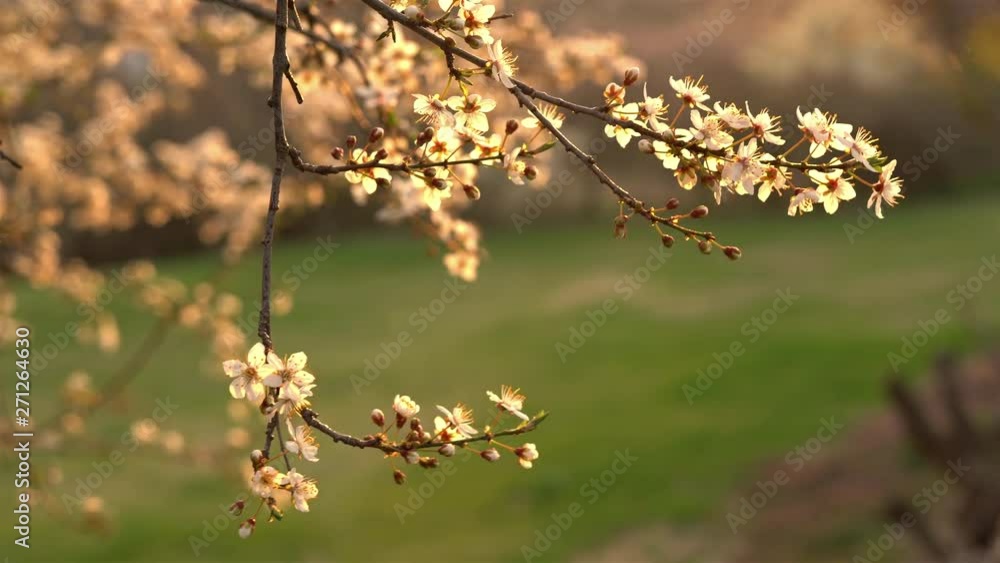 Blooming plum tree trunk with flowers in spring time. Sun shining with warm light at sunset, shallow depth of field Blooming plum tree trunk with flowers in spring time. Sun shining with warm light at sunset, shallow depth of field
